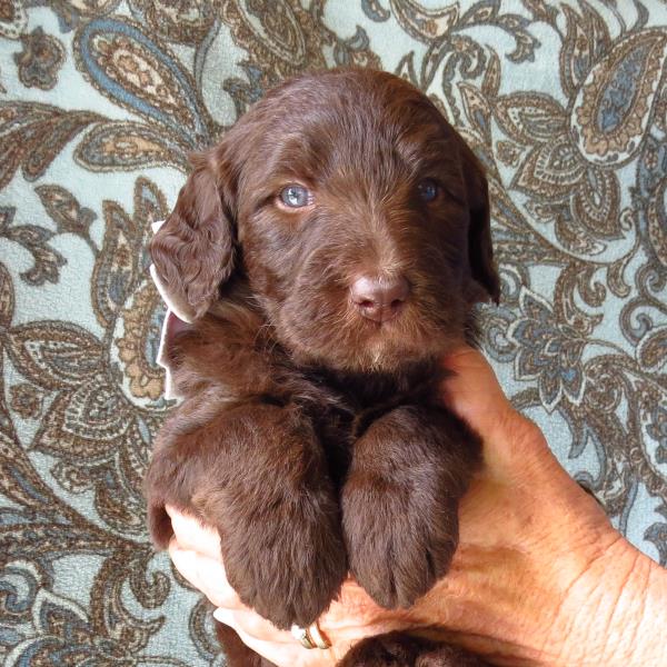 Mocha